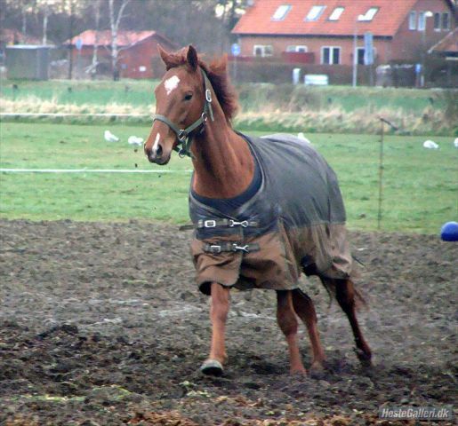 Billede