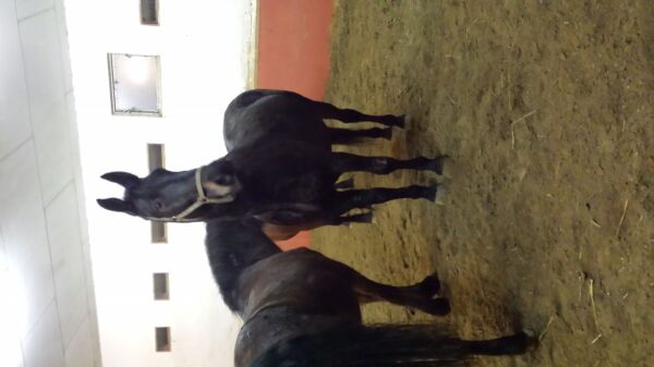 Billede