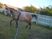 Billede