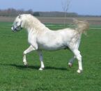 Billede