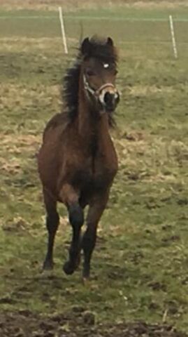 Billede