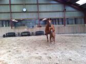 Billede