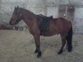 Billede