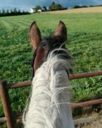 Billede