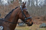 Billede