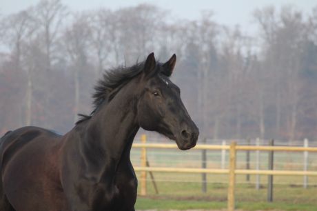 Billede
