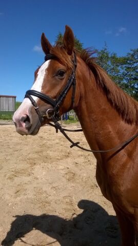 Billede