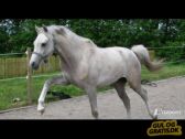 Billede