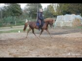 Billede