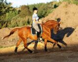 Billede