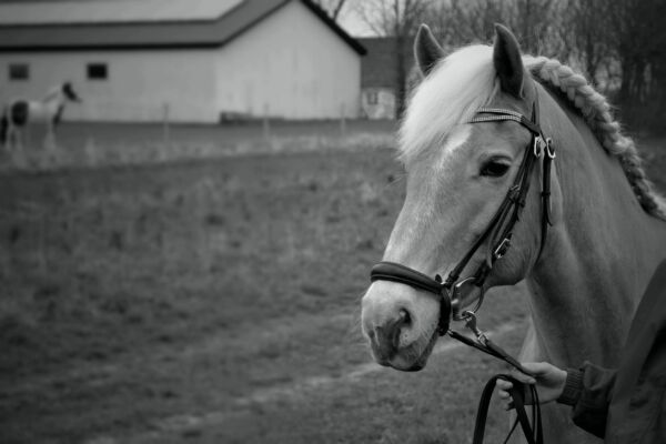 Billede