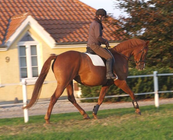 Billede