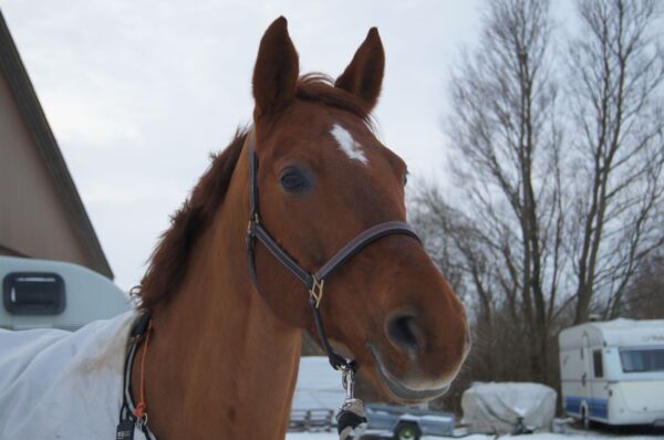 Billede