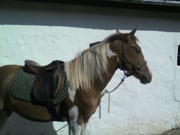 Billede
