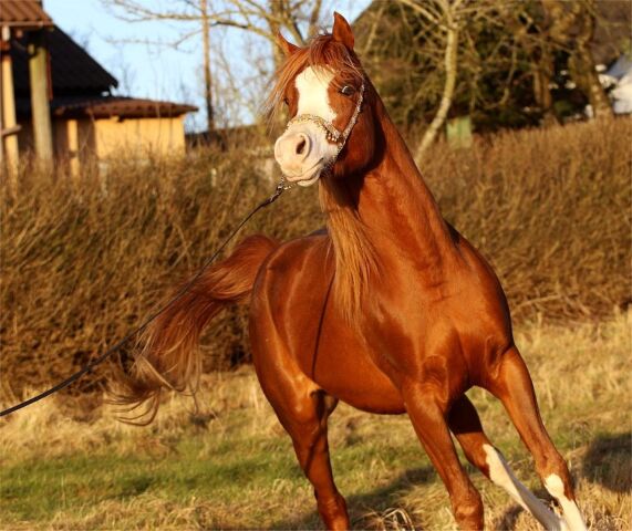 Billede