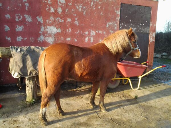 Billede
