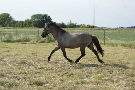 Billede