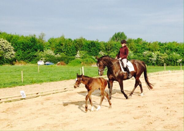Billede