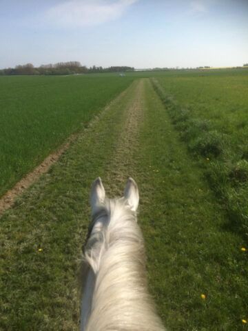 Billede