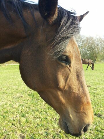 Billede