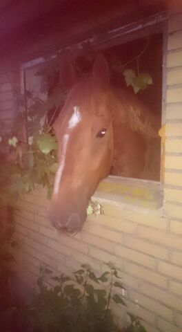 Billede