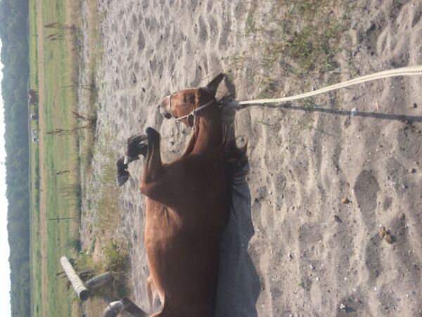 Billede