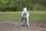 Billede