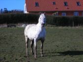 Billede