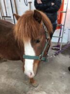 Billede