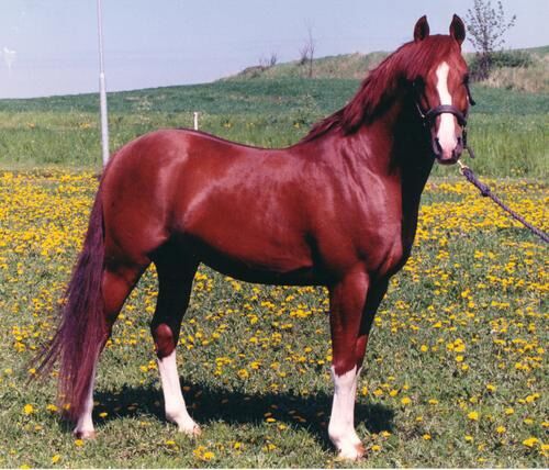 Billede
