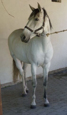 Billede