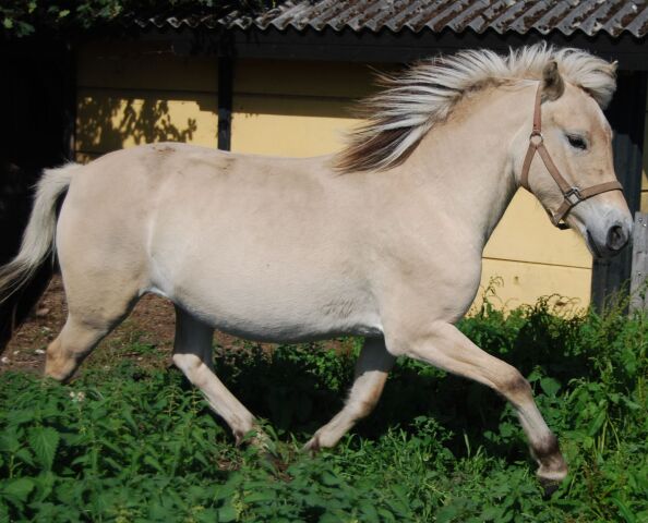 Billede