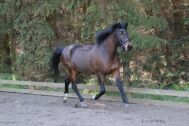 Billede