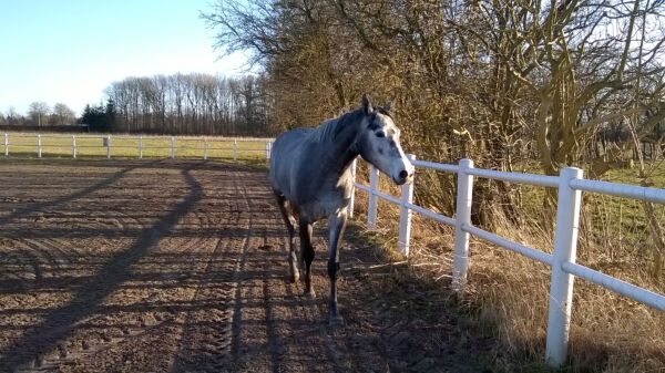 Billede