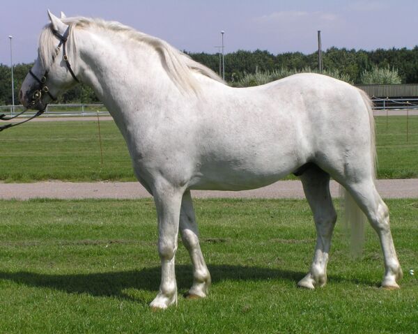 Billede