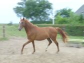Billede