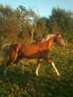 Billede