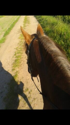 Billede