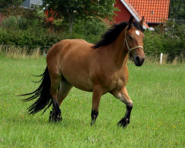 Billede
