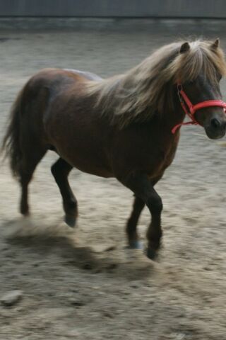 Billede