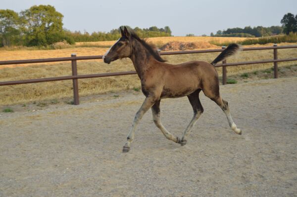 Billede