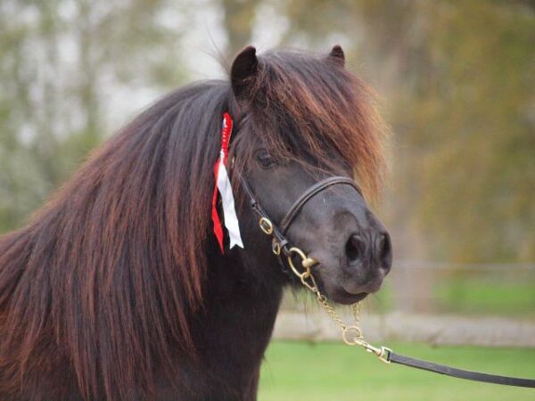 Billede