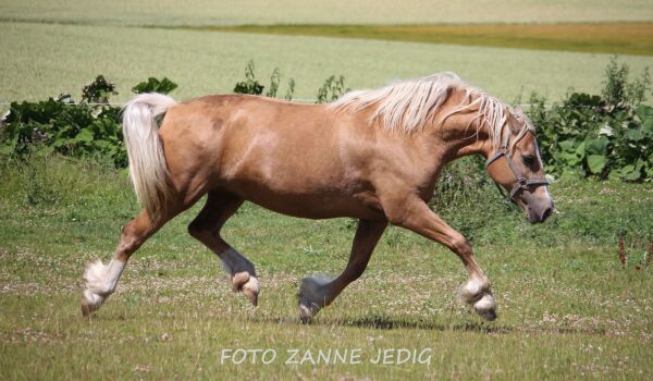 Billede