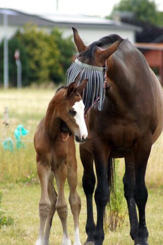 Billede