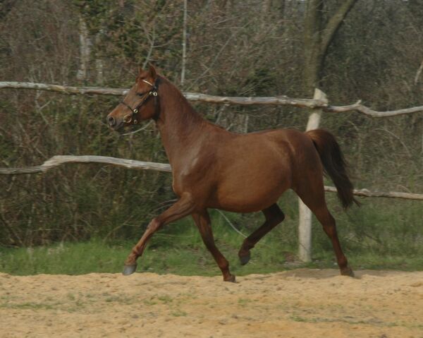 Billede