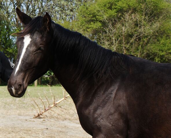 Billede