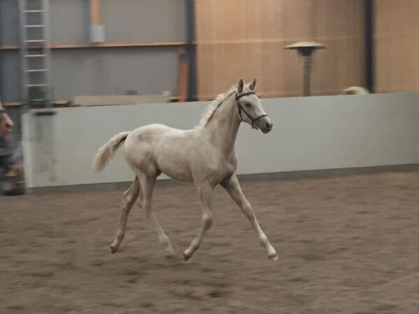 Billede