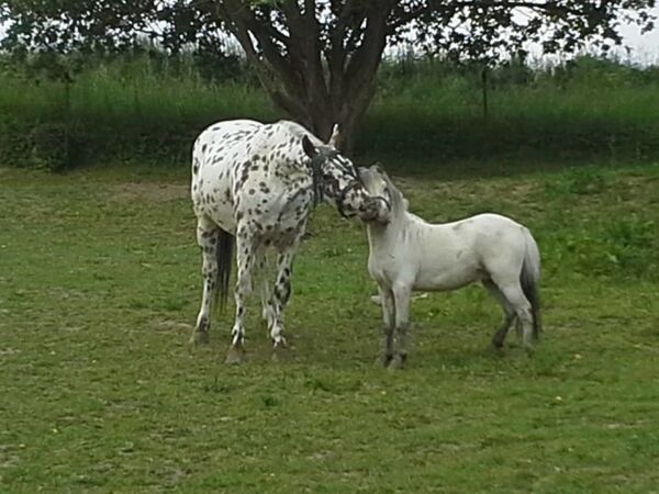 Billede