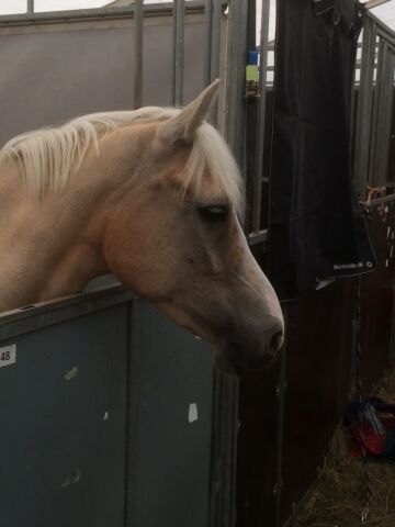 Billede