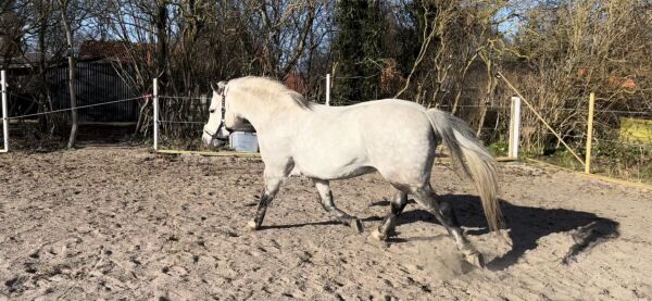 Billede